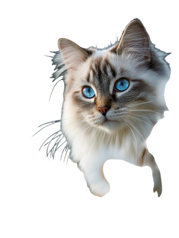 Fluffy Ragdoll Kitten Vinyl Car Decal Sticker – Waterproof & UV-Resistant 