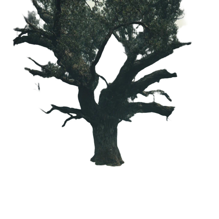 Giant Oak Tree Vinyl Car Decal Sticker – Waterproof & UV-Resistant 