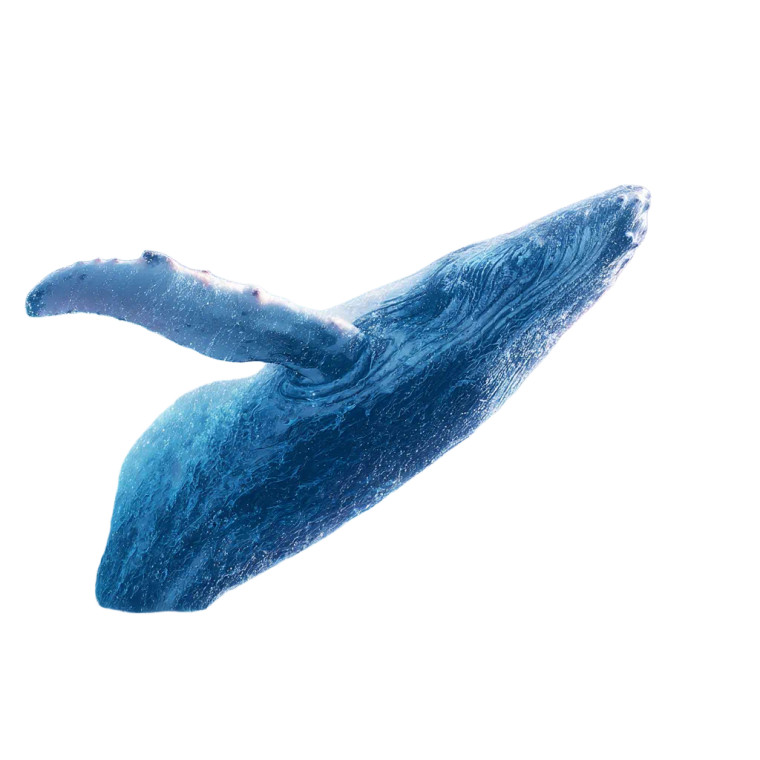 Joyful Aurora Dolphin Vinyl Car Decal Sticker – Waterproof & UV-Resistant 