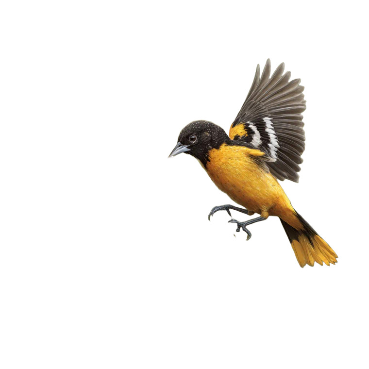 Oriole Delivering Powder Vinyl Car Decal Sticker – Waterproof & UV-Resistant 