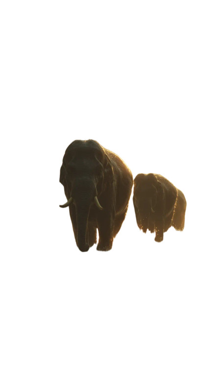 Elephant Family River Vinyl Car Decal Sticker – Waterproof & UV-Resistant 