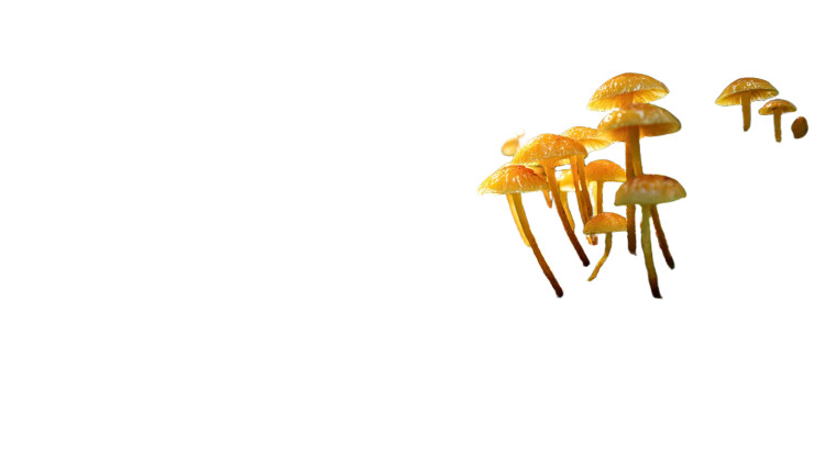 Mushrooms In Moss Vinyl Car Decal Sticker – Waterproof & UV-Resistant 