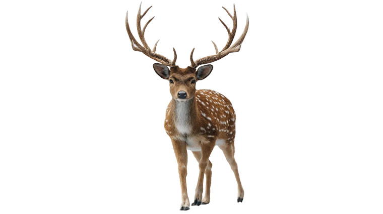 Spotted Deer Vinyl Car Decal Sticker – Waterproof & UV-Resistant 