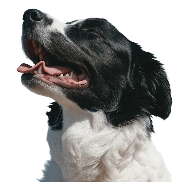 Happy Border Collie V3 Vinyl Car Decal Sticker – Waterproof & UV-Resistant 