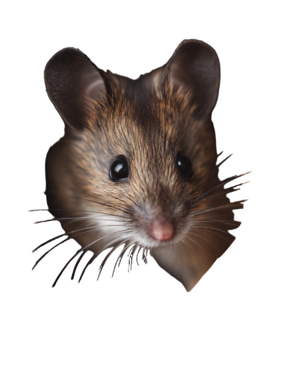 Wild Brown Mouse Vinyl Car Decal Sticker – Waterproof & UV-Resistant 