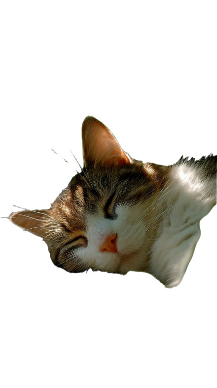 Sleeping Cat V9 Vinyl Car Decal Sticker – Waterproof & UV-Resistant 