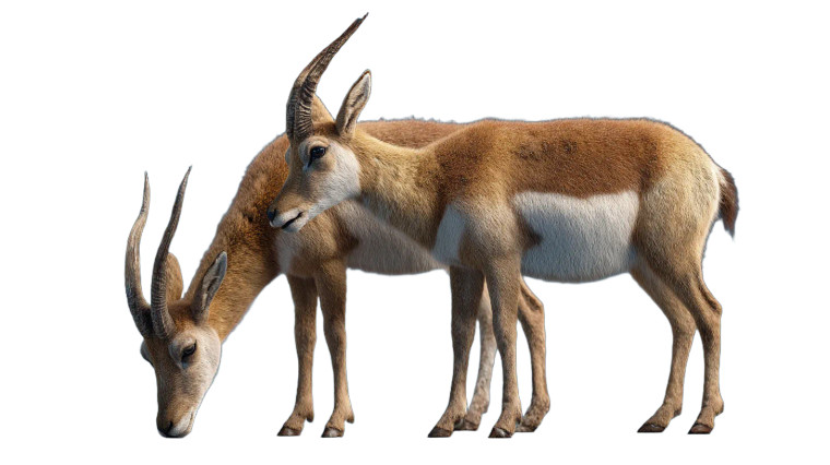 Tibetan Antelopes Vinyl Car Decal Sticker – Waterproof & UV-Resistant 