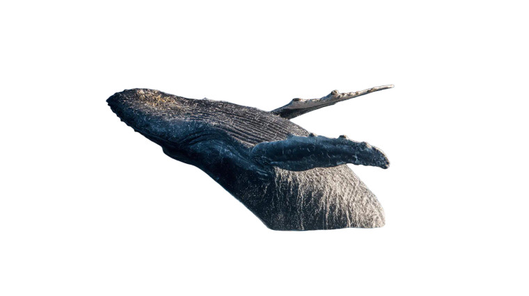 Whale Emerging Vinyl Car Decal Sticker – Waterproof & UV-Resistant 