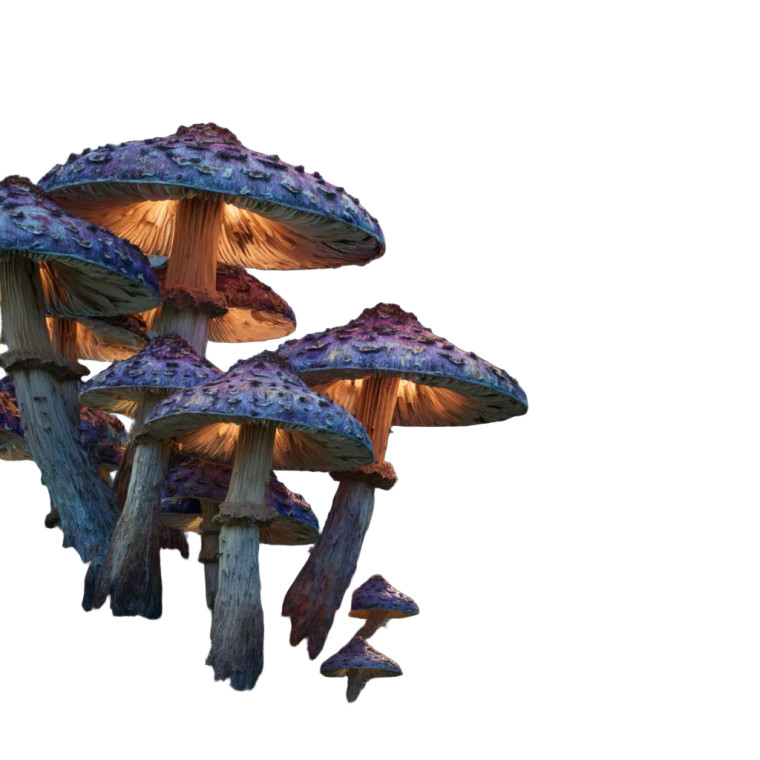 Fantasy Mushrooms Vinyl Car Decal Sticker – Waterproof & UV-Resistant 