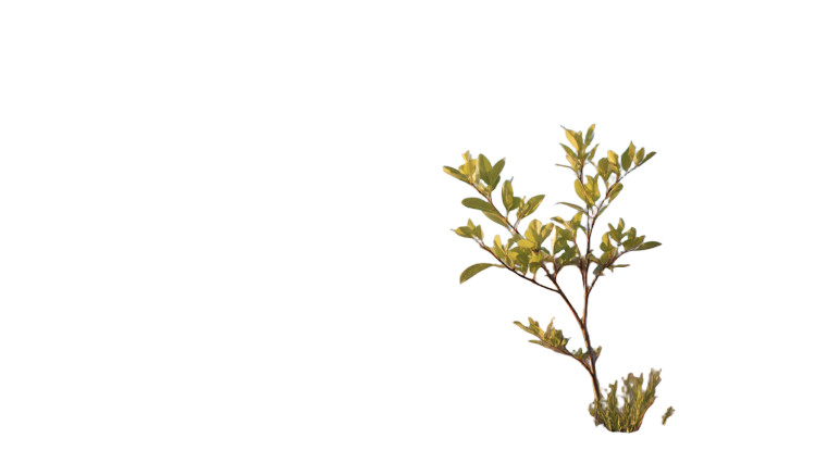 Tree Sprout Vinyl Car Decal Sticker – Waterproof & UV-Resistant 