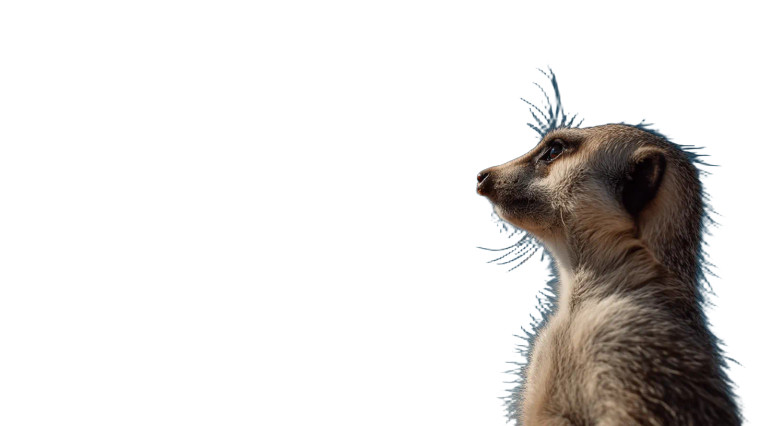 Surprised Meerkat Watching Vinyl Car Decal Sticker – Waterproof & UV-Resistant 