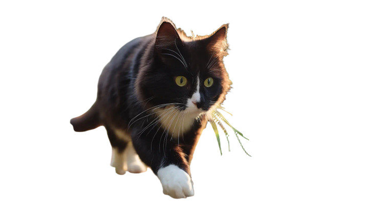 Tuxedo Cat Play Vinyl Car Decal Sticker – Waterproof & UV-Resistant 