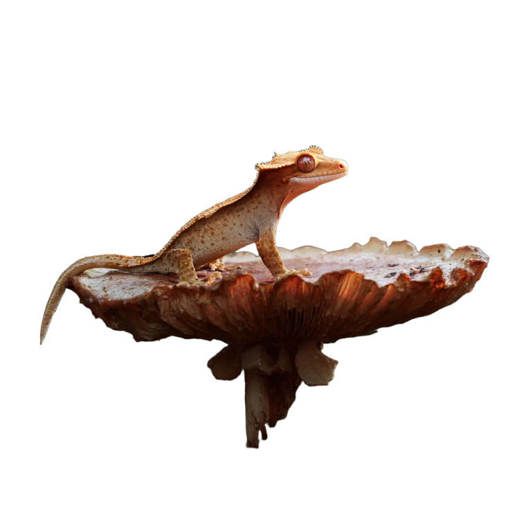 Crested Gecko Perched Vinyl Car Decal Sticker – Waterproof & UV-Resistant 