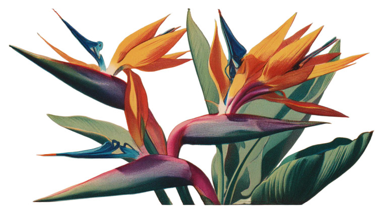 Birds Of Paradise Vinyl Car Decal Sticker – Waterproof & UV-Resistant 