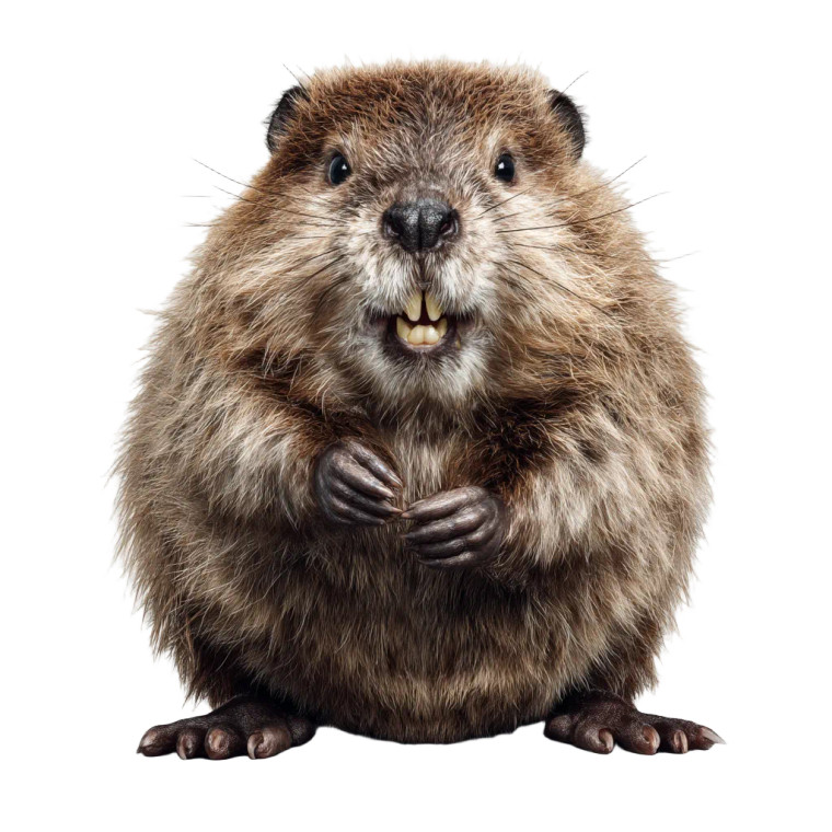 Evil Beaver Vinyl Car Decal Sticker – Waterproof & UV-Resistant 