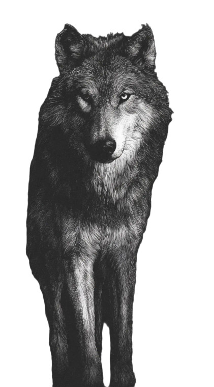 Angry Wolf Portrait V11 Vinyl Car Decal Sticker – Waterproof & UV-Resistant 
