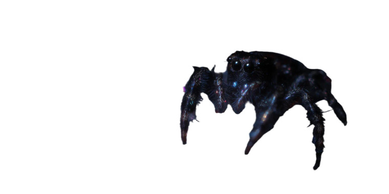 Jumping Spider Microphotography Vinyl Car Decal Sticker – Waterproof & UV-Resistant 