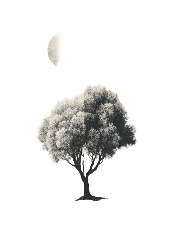 Olive Tree Collage Vinyl Car Decal Sticker – Waterproof & UV-Resistant 