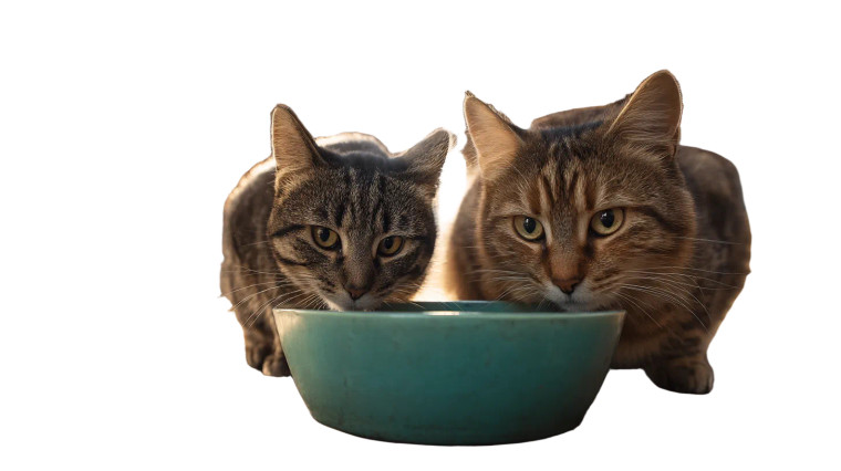 Tabby Cats Eating Vinyl Car Decal Sticker – Waterproof & UV-Resistant 