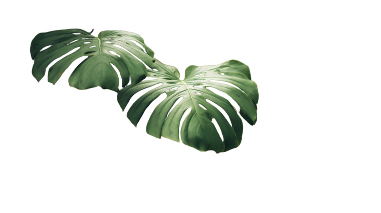 Monstera Plant Closeup Vinyl Car Decal Sticker – Waterproof & UV-Resistant 