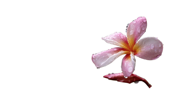 Rainy Morning Flower Vinyl Car Decal Sticker – Waterproof & UV-Resistant 