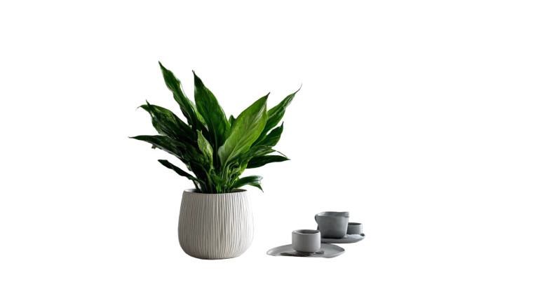 Green Indoor Plant Vinyl Car Decal Sticker – Waterproof & UV-Resistant 