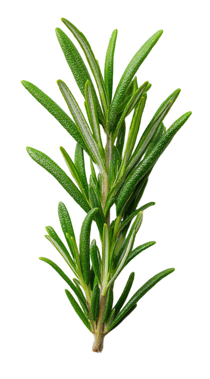 Fresh Rosemary Sprig Vinyl Car Decal Sticker – Waterproof & UV-Resistant 