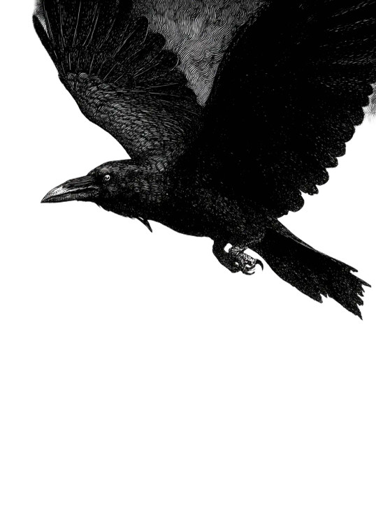Celtic Raven Vinyl Car Decal Sticker – Waterproof & UV-Resistant 
