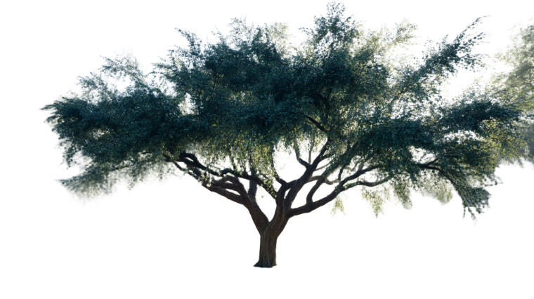 Serene Garden Tree Vinyl Car Decal Sticker – Waterproof & UV-Resistant 