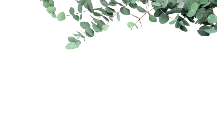 Eucalyptus Branches V2 Vinyl Car Decal Sticker – Waterproof & UV-Resistant 
