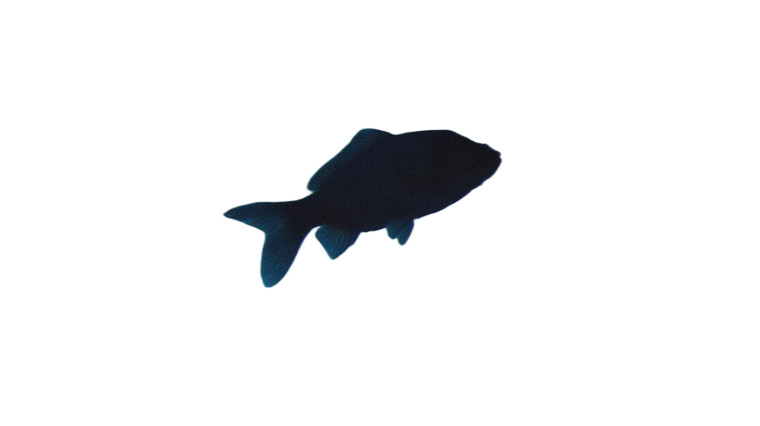 Sky Swimming Fish Vinyl Car Decal Sticker – Waterproof & UV-Resistant 