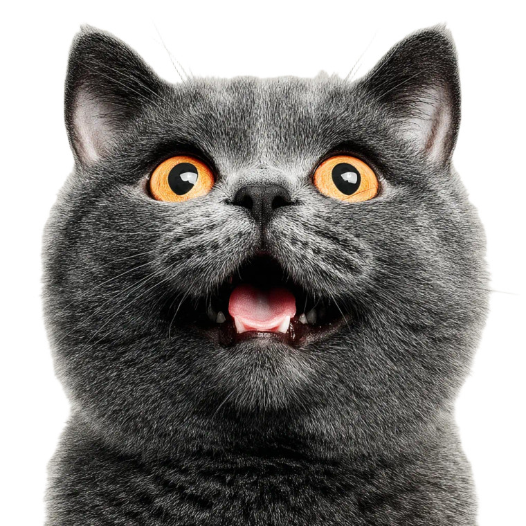 British Shorthair Cat V6 Vinyl Car Decal Sticker – Waterproof & UV-Resistant 