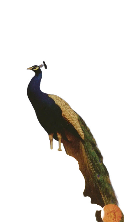 Baroque Peacock Vinyl Car Decal Sticker – Waterproof & UV-Resistant 