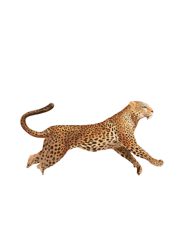 Floral Leopard Run V3 Vinyl Car Decal Sticker – Waterproof & UV-Resistant 