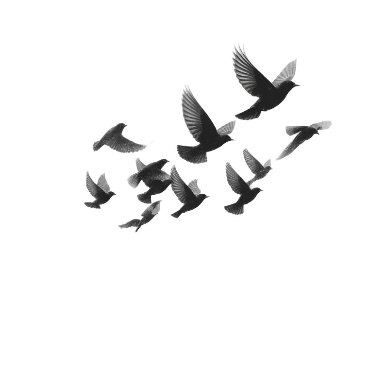 Flying Birds Vector Vinyl Car Decal Sticker – Waterproof & UV-Resistant 