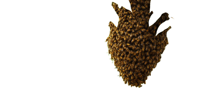 Swarming Honeybees Vinyl Car Decal Sticker – Waterproof & UV-Resistant 