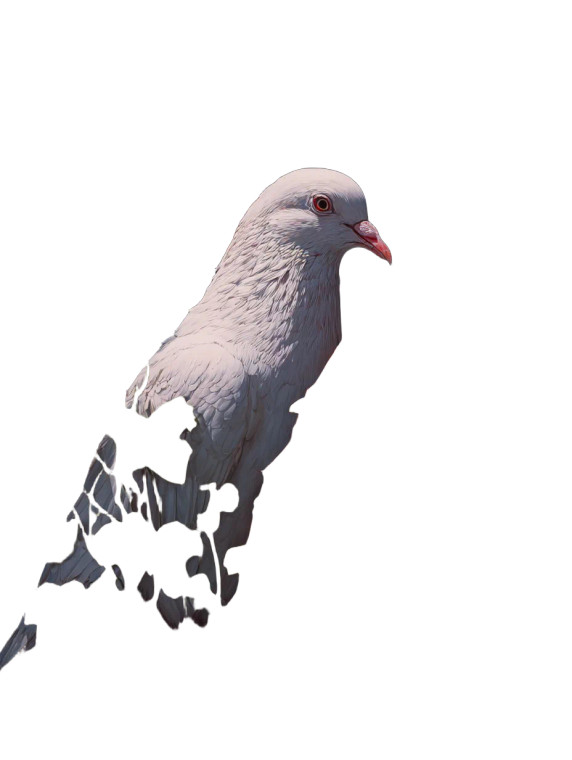 White Dove & Helmet Vinyl Car Decal Sticker – Waterproof & UV-Resistant 