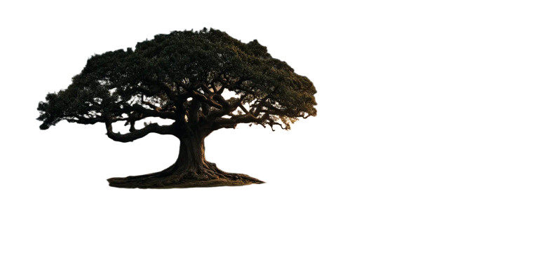 Ancient Colossal Tree Vinyl Car Decal Sticker – Waterproof & UV-Resistant 