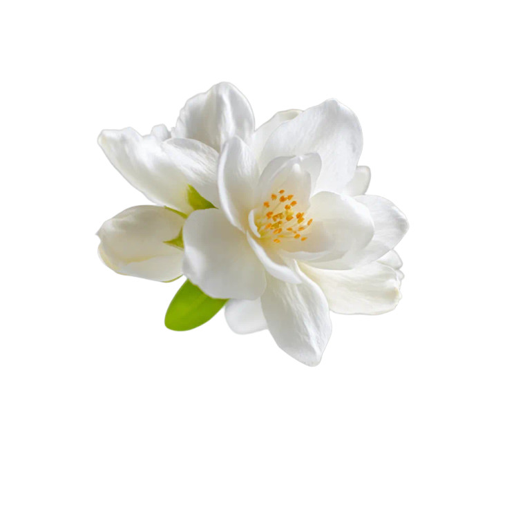Floating Jasmine Flower Vinyl Car Decal Sticker – Waterproof & UV-Resistant 
