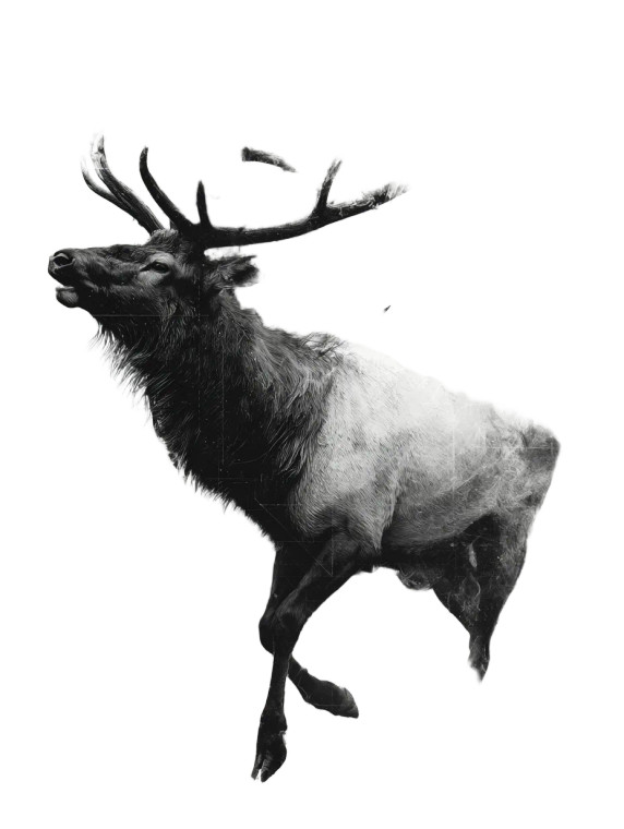 Bull Elk Abstract Vinyl Car Decal Sticker – Waterproof & UV-Resistant 
