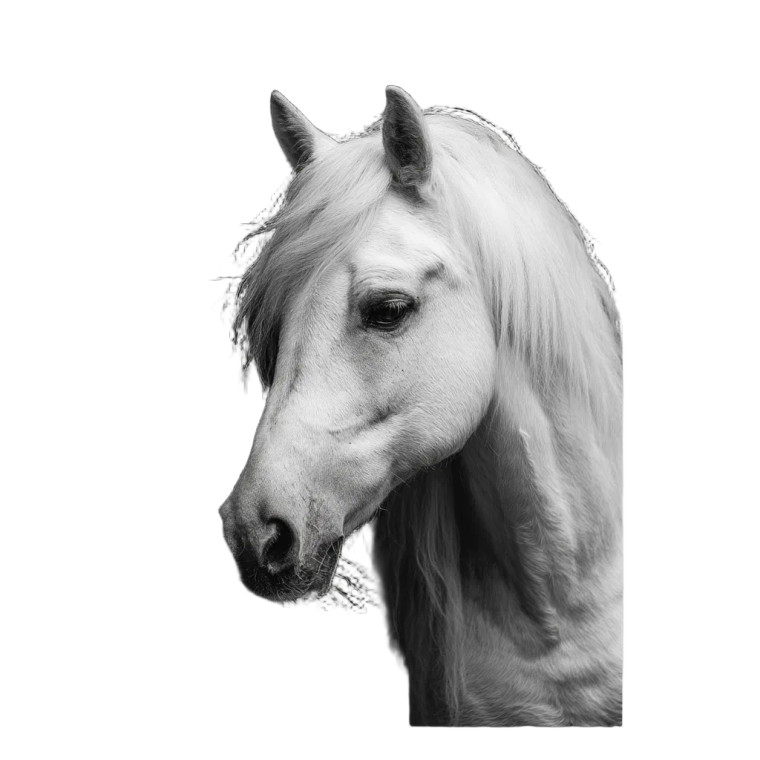 White Horse Head Vinyl Car Decal Sticker – Waterproof & UV-Resistant 