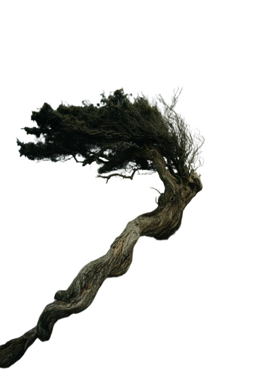 Ancient Gnarled Tree Vinyl Car Decal Sticker – Waterproof & UV-Resistant 