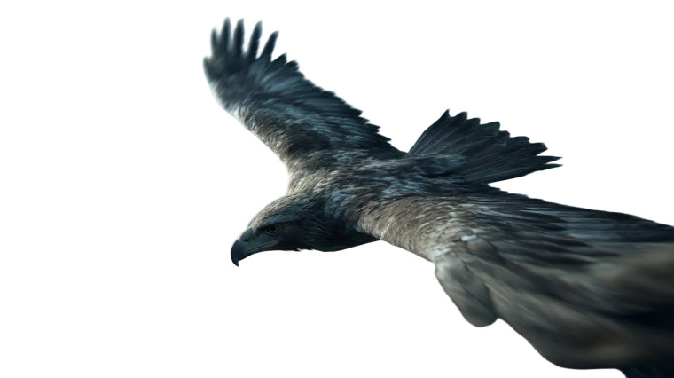 Soaring Eagle V5 Vinyl Car Decal Sticker – Waterproof & UV-Resistant 