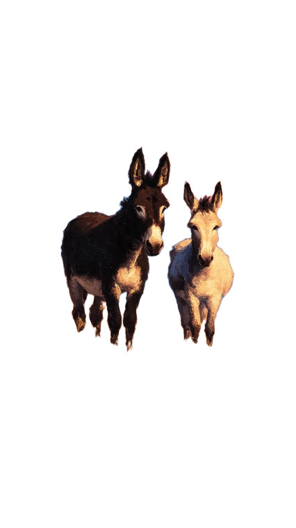 Happy Donkeys Vinyl Car Decal Sticker – Waterproof & UV-Resistant 