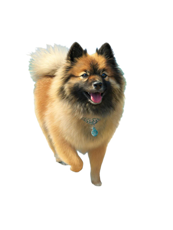 Cheerful Keeshond Vinyl Car Decal Sticker – Waterproof & UV-Resistant 