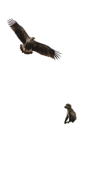 Eagle Hunting Monkey Vinyl Car Decal Sticker – Waterproof & UV-Resistant 