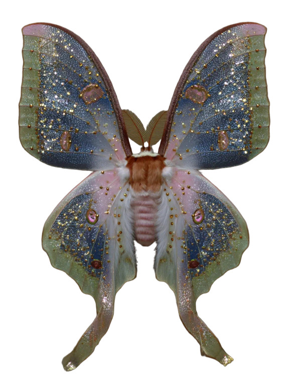 Luna Moth V3 Vinyl Car Decal Sticker – Waterproof & UV-Resistant 