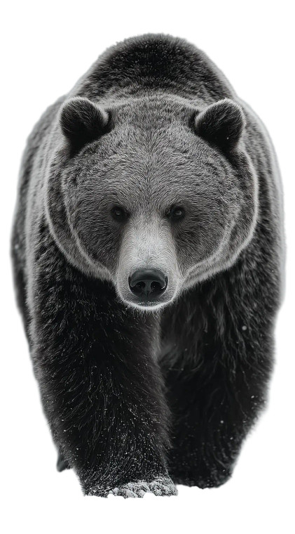 Grizzly Bear Snow Walk Vinyl Car Decal Sticker – Waterproof & UV-Resistant 