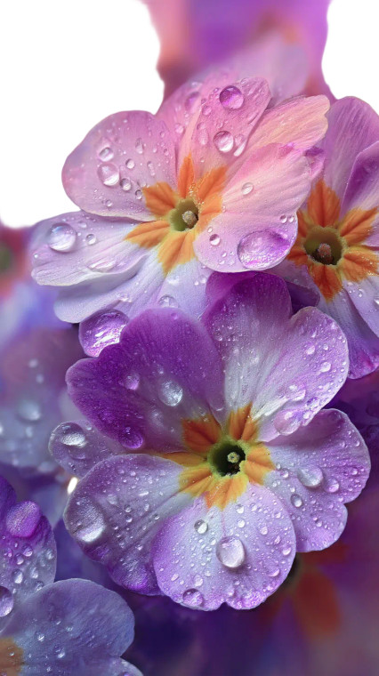 Dewy Primrose Flowers Vinyl Car Decal Sticker – Waterproof & UV-Resistant 
