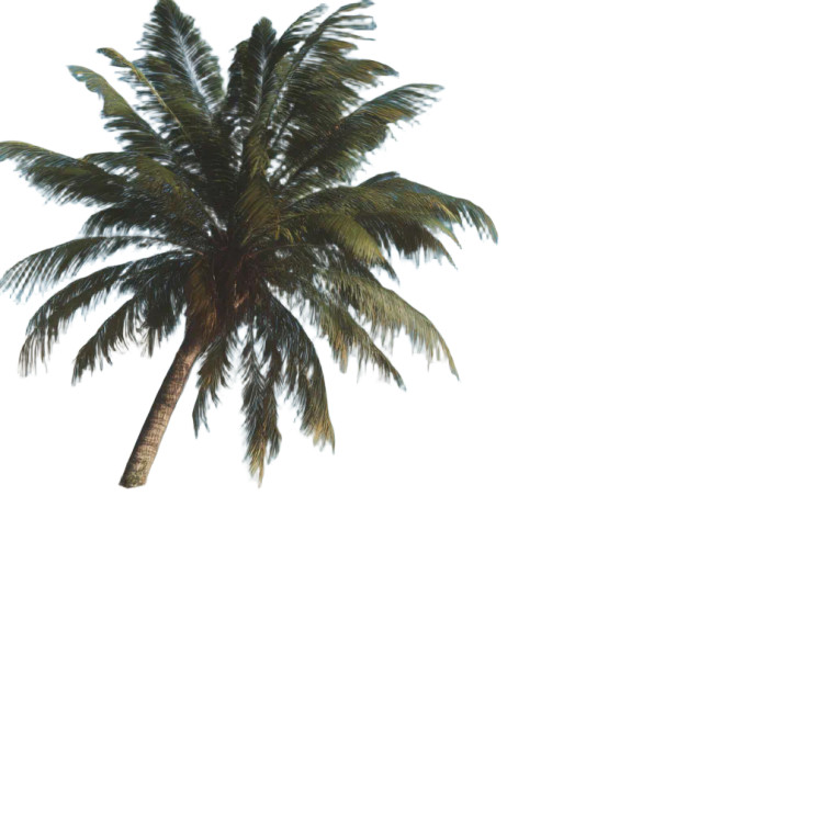 Seaside Palm Tree Vinyl Car Decal Sticker – Waterproof & UV-Resistant 